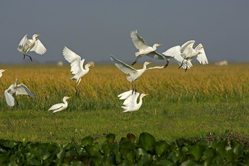 Cattle Egret, bubulcus ibis, Group in Flight, Los Lianos in Venezuela