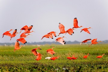Scarlet Ibis, eudocimus ruber, Group in Flight above Swamp, Los Lianos in Venezuela
