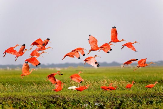 Scarlet Ibis, Eudocimus Ruber, Group In Flight Above Swamp, Los Lianos In Venezuela