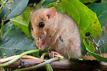 Common Dormouse, muscardinus avellanarius, Adult sitting with Leaves, Normandy