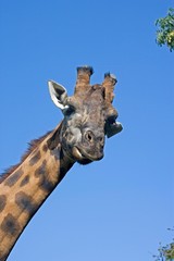 Fototapeta premium Rothschild's Giraffe, giraffa camelopardalis rothschildi, Portrait of Adult, Masai Mara Park in Kenya