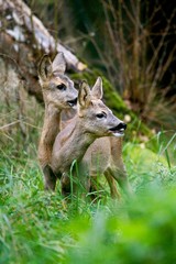 Roe Deer, capreolus capreolus, Female with Young Male standing in Long Grass, Normandy
