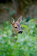 Roe Deer, capreolus capreolus, Female standing in Long Grass, Normandy
