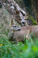 Roe Deer, capreolus capreolus, Female with Young Male standing in Long Grass, Normandy
