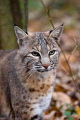 Naklejka na ściany i meble European Lynx or Eurasian Lynx, felis lynx, Portrait of Adult