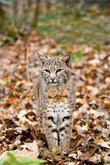 European Lynx or Eurasian Lynx, felis lynx, Adult standing on Dried Leaves