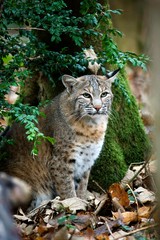 European Lynx or Eurasian Lynx, felis lynx, Adult standing on Dried Leaves