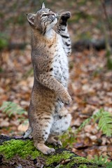 Naklejka na ściany i meble European Lynx or Eurasian Lynx, felis lynx, Adult standing on Hind Legs