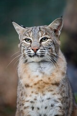 European Lynx or Eurasian Lynx, felis lynx, Portrait of Adult