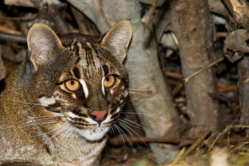 Asian Golden Cat or Temmink's Cat, catopuma temmincki, Portrait of Adult