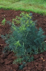 Fennel, foeniculum vulgare, Plant in Vegetable garden in Hawaii