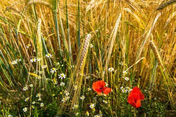 poppy flower in a wheat field in summer