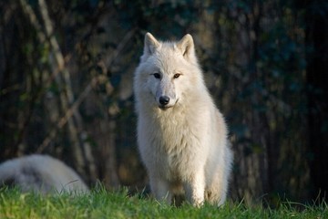Obraz premium Arctic Wolf, canis lupus tundrarum, Adult standing on grass