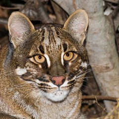 Asian Golden Cat or Temmink's Cat, catopuma temmincki, Portrait of Adult