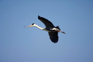 Obraz premium Grey Heron, ardea cinerea, Adult in Flight, Carrying Nesting Material in Beak, Camargue in the South of France