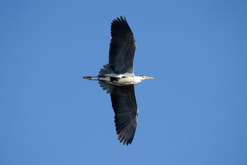 Grey Heron, ardea cinerea, Adult in Flight, Camargue in the South of France