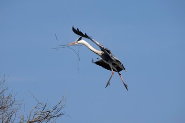 Grey Heron, ardea cinerea, Adult in Flight, Carrying Nesting Material in Beak, Camargue in the South of France
