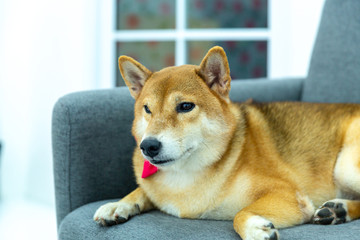 A Shiba Inu lying on a gray sofa.