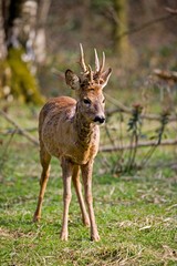 Naklejka na ściany i meble Roe Deer, capreolus capreolus, Male in Undergrowth, Normandy