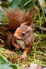 Fototapeta premium Red Squirrel, sciurus vulgaris, Adult standing on Grass, Normandy