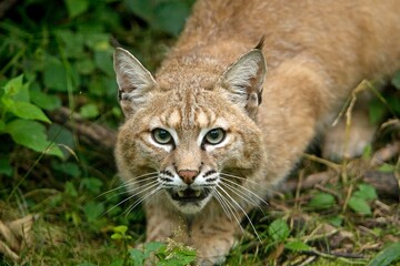 European Lynx or Eurasian Lynx, felis lynx, Adult read to Jump