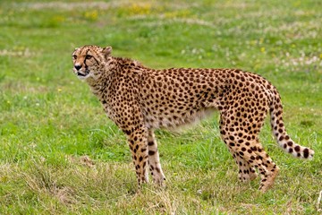 Cheetah, acinonyx jubatus, Adult standing Grass