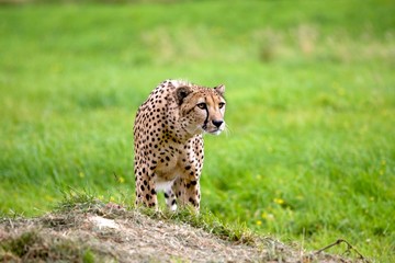 Cheetah, acinonyx jubatus, Adult standing on Grass