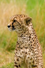 Cheetah, acinonyx jubatus, Portrait of Adult, Masai Mara Park in Kenya