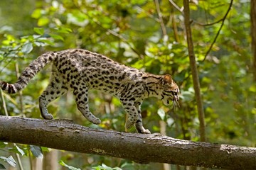 Tiger Cat or Oncilla, leopardus tigrinus, Adult standing on Branch