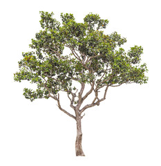 Beautiful green tree isolated on white.