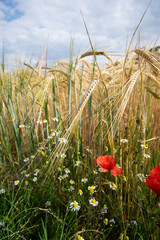 poppy flower in a wheat field in summer with blue sky