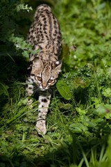 Tiger Cat or Oncilla, leopardus tigrinus, Adult
