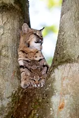 Fotobehang European Lynx or Eurasian Lynx, felis lynx, Female with Cub standing in Tree © slowmotiongli