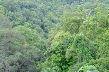 Obraz premium green leaf and tree in forest wallpaper