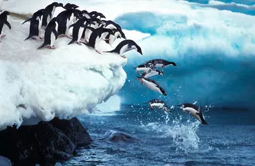 Poster Im Rahmen Adelie Pinguin, Pygoscelis Adeliae, Gruppe springt in den Ozean, Paulet Island in der Antarktis © slowmotiongli