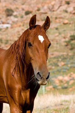 American Saddlebred Horse, Portrait