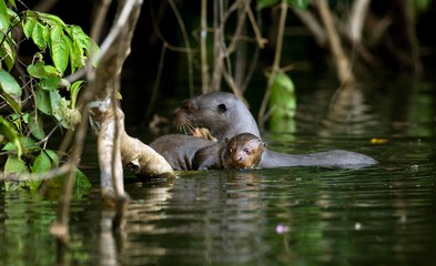 Giant Otter, pteronura brasiliensis, Adult and young standing in Madre de Dios River, Manu Parc in Peru