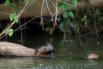 Giant Otter, pteronura brasiliensis, Adult and Young standing in Madre de Dios River, Manu Parc in Peru