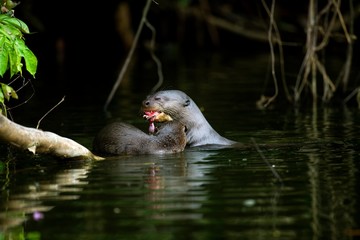 Giant Otter, pteronura brasiliensis, Adult and Young standing in Madre de Dios River, Manu Parc in Peru