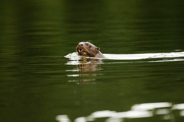 Obraz premium Giant Otter, pteronura brasiliensis, Adult standing in Madre de Dios River, Manu Parc in Peru