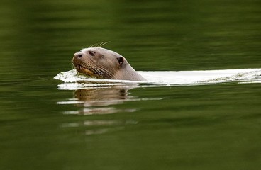 Naklejka premium Giant Otter, pteronura brasiliensis, Adult standing in Madre de Dios River, Manu Parc in Peru