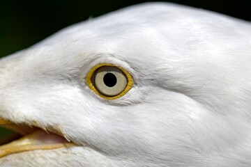 Herring Gull, larus argentatus, Close up of Eye