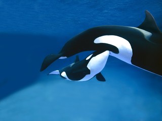Obraz na płótnie Canvas Killer Whale, orcinus orca, Female with Calf