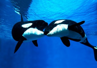 Obraz premium Killer Whale, orcinus orca, Adults