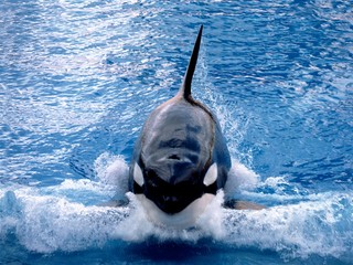 Killer Whale, orcinus orca, Adult Breaching