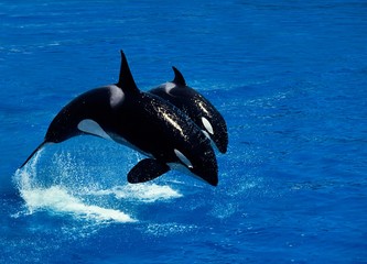Killer Whale, orcinus orca, Female with Calf Breaching