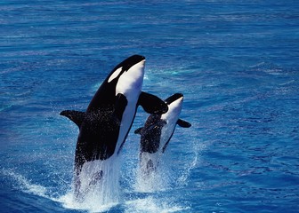 Killer Whale, orcinus orca, Female with Calf Breaching © slowmotiongli