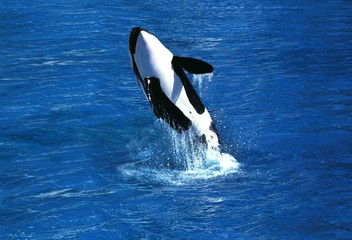 Killer Whale, orcinus orca, Adult Breaching