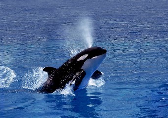 Killer Whale, orcinus orca, Adult Breaching © slowmotiongli