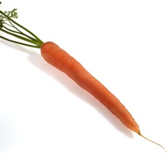 Carrot, daucus carota, Vegetable against White Background